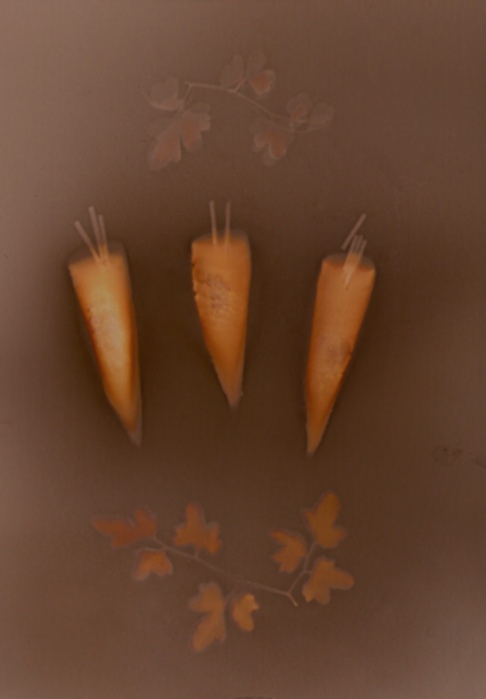 Three Carrots & Wayward Stalk by Natasha Sanchez | This original lumen print was created using carrot slices, pasta, vines, black & white photo paper & Three Carrots & Wayward Stalk